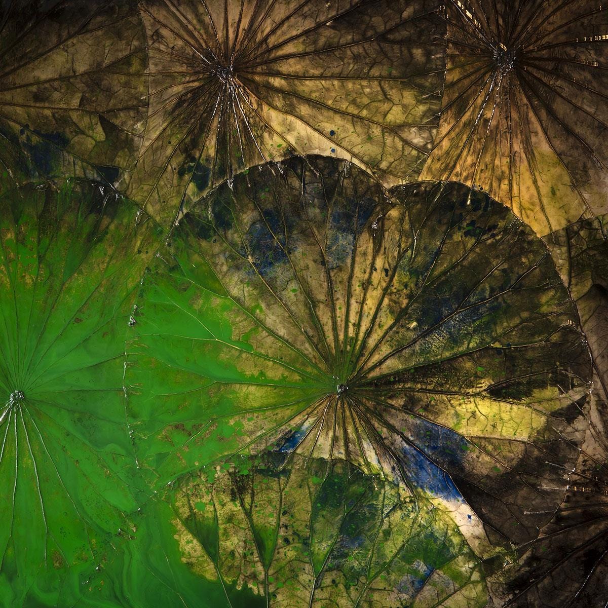 Extra Wide Abstract Lotus Wall Artwork Black & Green 240x75cm